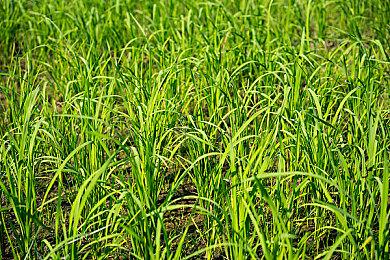 《超级猴子球1&2重制版》角色预告 来自《街头涂鸦》